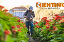 Làng hoa ven Sài Gòn hối hả đón Tết Bính Thân