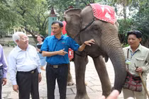 Khen thưởng Thảo Cầm Viên lai tạo thành công hổ trắng quý hiếm