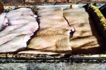 Bắt gần 2 tấn thịt heo chết được xẻ thịt để tiêu thụ