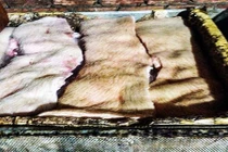 Bắt gần 2 tấn thịt heo chết được xẻ thịt để tiêu thụ