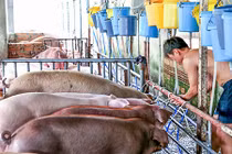 Xử phạt 2 trại heo sử dụng chất tạo nạc