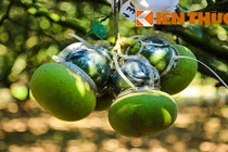 Cận cảnh bưởi, dưa hấu hình độc hái ra tiền dịp Tết