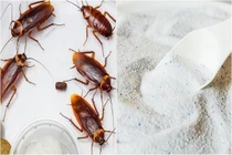 3 mẹo đơn giản khiến gián “cao chạy xa bay”, không lo tốn kém