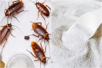 3 mẹo đơn giản khiến gián “cao chạy xa bay”, không lo tốn kém