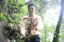 Thảo dược quý hiếm chữa bệnh dạ dày ở Hoàng Liên Sơn 