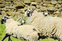 Anh sử dụng cừu làm trạm phát wifi