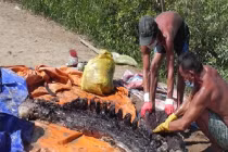 Phát hiện xác cá ông hơn 1,5 tấn trên biển Bạc Liêu