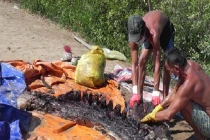 Phát hiện xác cá ông hơn 1,5 tấn trên biển Bạc Liêu