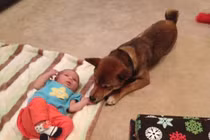 Ảnh: Tình bạn tri kỷ giữa bé và chú chó Shiba