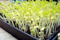 Tự chế công thức dưỡng da, trị nám từ giá đỗ