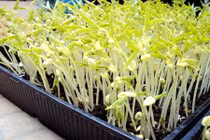 Tự chế công thức dưỡng da, trị nám từ giá đỗ