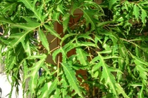 Mẹo dân gian trị tắc sữa đơn giản