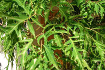 Mẹo dân gian trị tắc sữa đơn giản