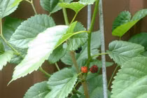 Mẹo trị tóc bạc sớm bằng thảo dược thiên nhiên