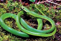 Những sai lầm chí tử khi bị rắn độc cắn