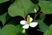 Làm đẹp cực rẻ, an toàn với rau diếp cá 