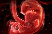 Rõ từng milimet sự lớn lên của thai nhi 4 tuần đầu