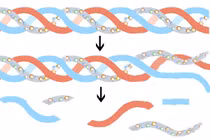 Thực hư tác dụng làm đẹp da của collagen