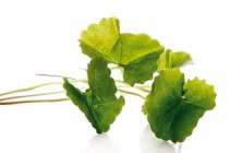 Món ăn, bài thuốc trị nhiệt miệng mùa nóng cho trẻ