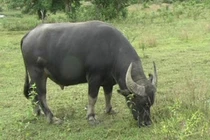 Chuyện bi hài về con trâu… ‘pê đê’