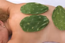Kỳ lạ massage dưỡng da bằng cây xương rồng