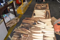 Bắt giữ 77 ngà voi châu Phi ở Tân Sơn Nhất