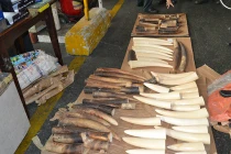 Bắt giữ 77 ngà voi châu Phi ở Tân Sơn Nhất