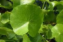 Công dụng làm đẹp da thần kỳ của các loại rau sống