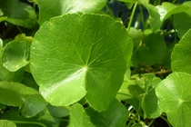 Công dụng làm đẹp da thần kỳ của các loại rau sống