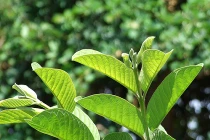 Bài thuốc dân gian trị hăm tã cho trẻ ngày hè