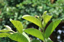 Bài thuốc dân gian trị hăm tã cho trẻ ngày hè