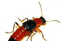 Cách xử lý thông minh khi bé bị kiến ba khoang đốt