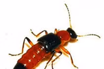 Cách xử lý thông minh khi bé bị kiến ba khoang đốt