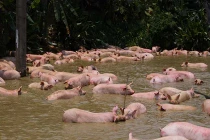 Hàng trăm con lợn ngụp lặn trong ao vì xe chở lật