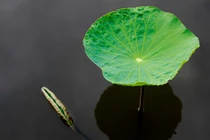 Các loại lá cây giảm cân cực hiệu quả