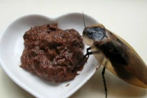 Cận cảnh đắp mặt nạ từ gián xay nát