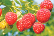 9 loại dược thảo an thai cho bà bầu