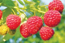 9 loại dược thảo an thai cho bà bầu