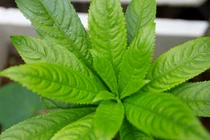 Mẹo chữa viêm họng cho bé bằng thảo dược