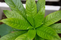 Mẹo chữa viêm họng cho bé bằng thảo dược