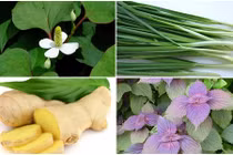 Trị ho lúc giao mùa cho trẻ bằng cây cỏ dễ tìm