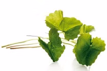 Tự chế mặt nạ từ các loại rau xanh