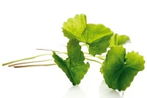 Tự chế mặt nạ từ các loại rau xanh