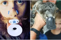 Trai trẻ cuồng phẫu thuật khuôn mặt thành... thú mỏ vịt