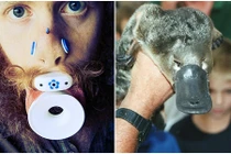 Trai trẻ cuồng phẫu thuật khuôn mặt thành... thú mỏ vịt