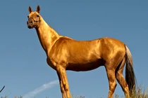 10 giống ngựa quý hiếm nhất thế giới