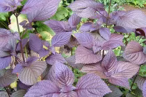 Trị cảm cúm cho bà bầu bằng cây cỏ trong vườn