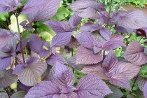 Trị cảm cúm cho bà bầu bằng cây cỏ trong vườn