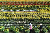 Làng hoa Tiền Giang rộn ràng vào vụ Tết