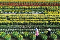 Làng hoa Tiền Giang rộn ràng vào vụ Tết
